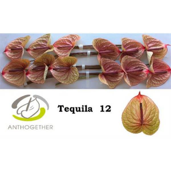 Anthurium A Tequila 12  A1