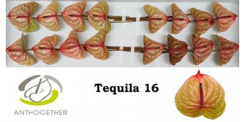 Anthurium A Tequila 16  A1