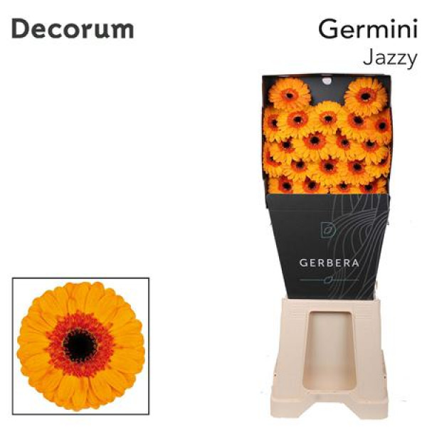 Germini Jazzy Diamond 47cm A1