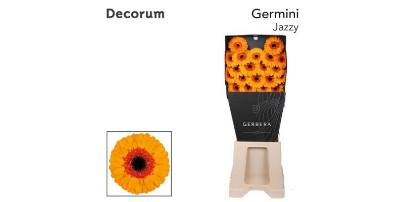 Germini Jazzy Diamond 47cm A1