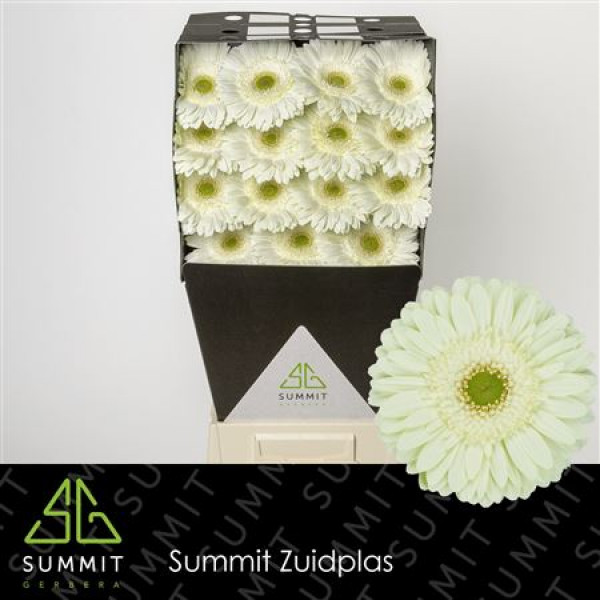 Gerbera Mint Diamond 50cm A1