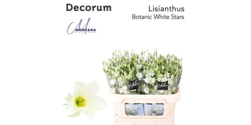 Lisianthus E White Stars 75cm A1