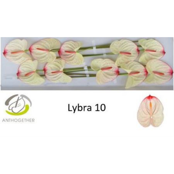 Anthurium Lybra X10 10cm 10 Col-White Pink