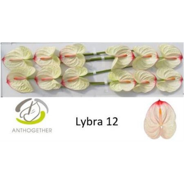 Anthurium Lybra X12 12cm 12 Col-White Pink