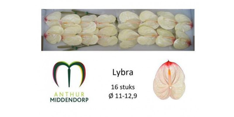 Anthurium Lybra X16 16cm 16 Col-White Pink