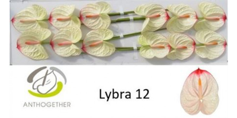 Anthurium A Lybra 12  A1