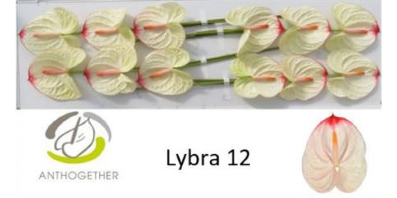 Anthurium A Lybra 12  A1