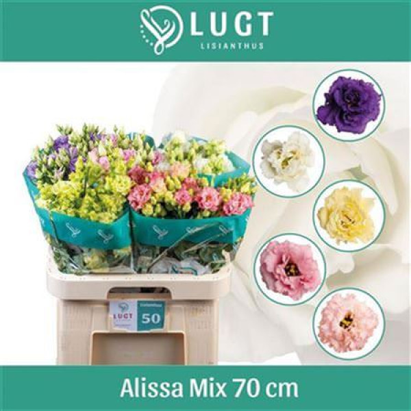 Lisianthus G Alissa Gem Fst 70 cm A1