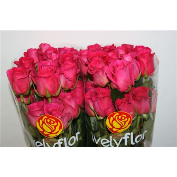 Rose Gr Eq Pink Floyd 60cm A1