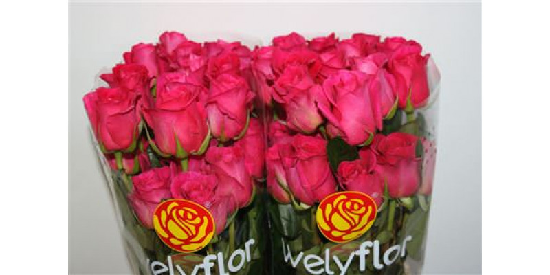 Rose Gr Eq Pink Floyd 60cm A1