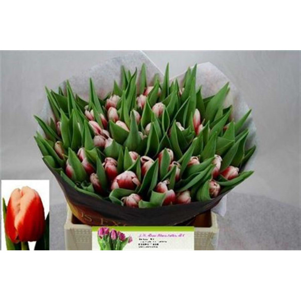 Tulips En Outfit 36cm A1 Col-Bicolor