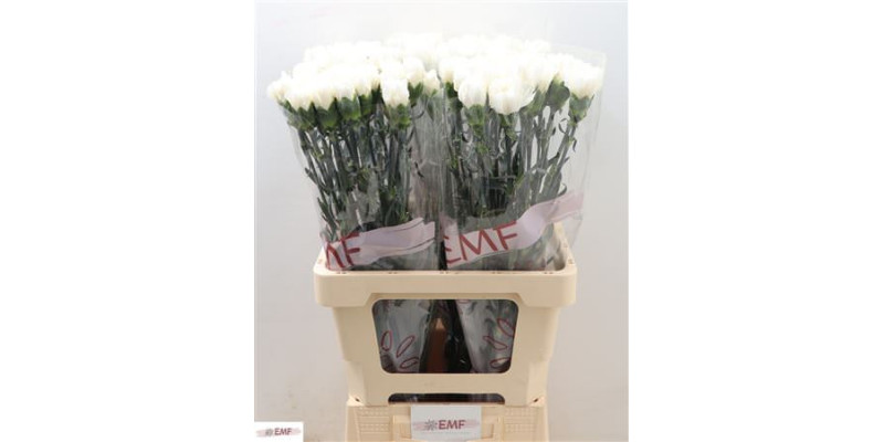 Dianthus St Mont Blanc 65cm A1