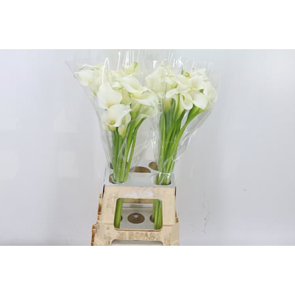 Zanthedeschias Calla Lilly White Present 70cm 