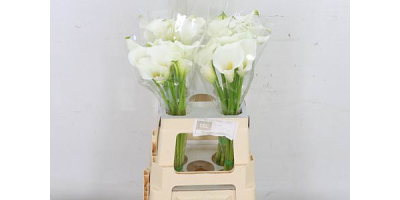 Zanthedeschias Calla Lilly White Present 65cm A1