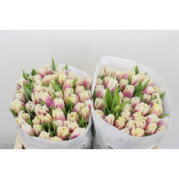 Tulips Freesias Hawaii 36cm A1 Col-Bicolor