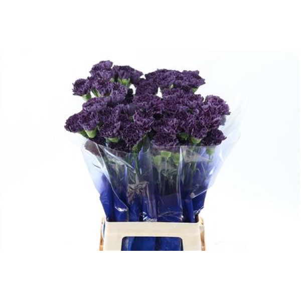 Dianthus St Extasis Hi 70cm A1 Col-Purple