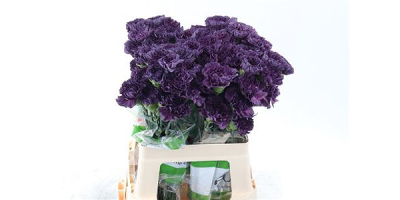Dianthus St Extasis 70cm A1