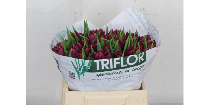 Tulips Du Pontiac 36cm A1 Col-Purple