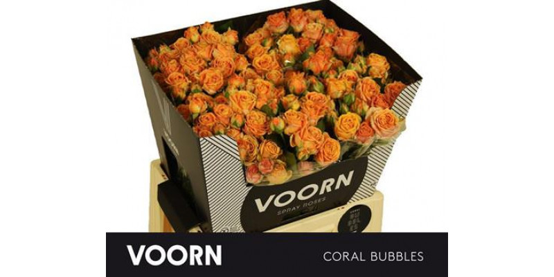 Rose Tr Coral Bubbles 60cm  Col-Orange