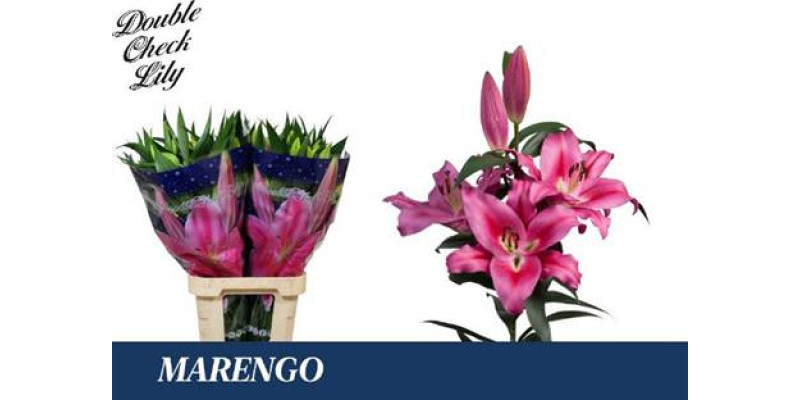 Lillys Or Marengo 100 cm A1