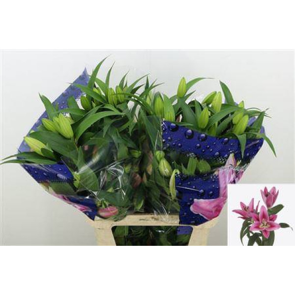 Lillys Or Marengo 95 cm A1