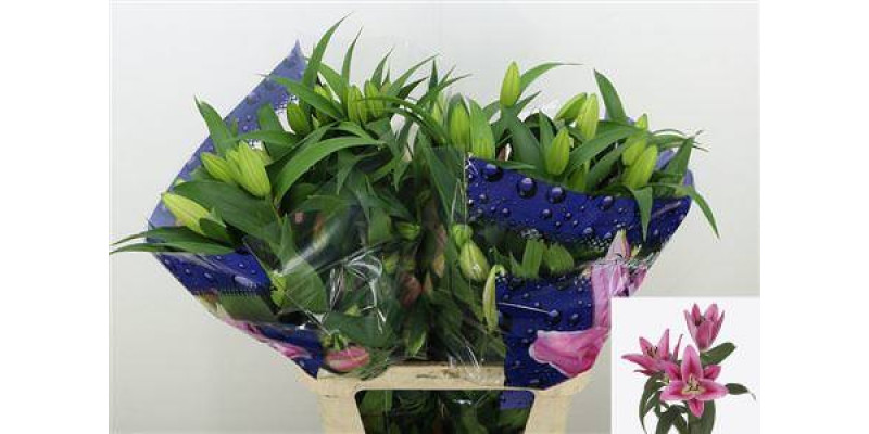 Lillys Or Marengo 95 cm A1