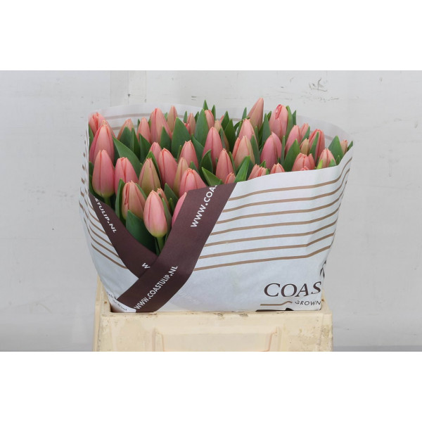 Tulips En Maskovri 40cm A1 Col-Salmon Pink