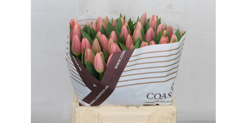 Tulips En Maskovri 40cm A1 Col-Salmon Pink