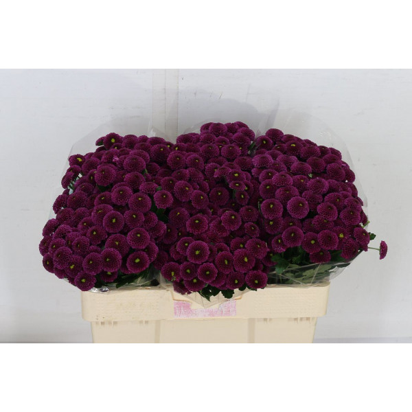 Chrysanthemums San Aaa Purpetta 55cm A1 Col-Purple