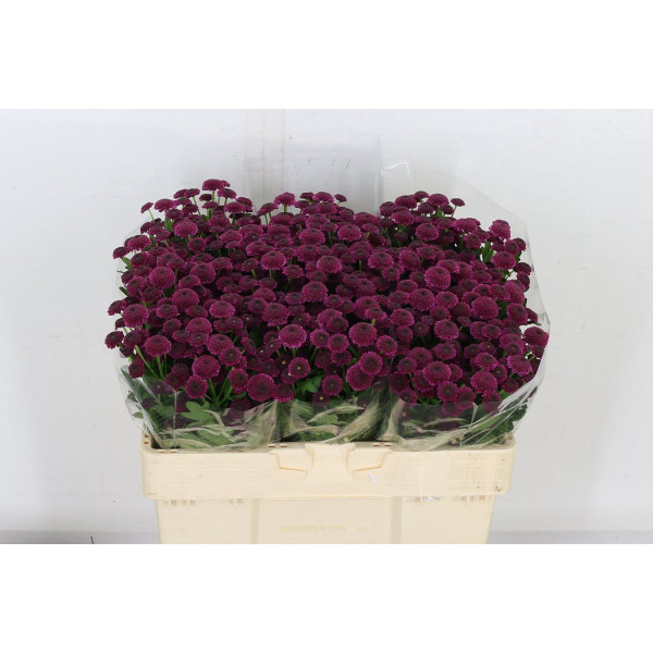 Chrysanthemums San Aaa Bodilly 55cm A1 Col-Purple