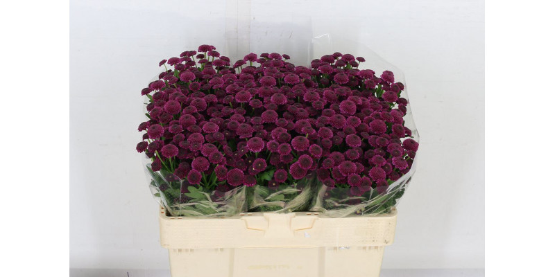 Chrysanthemums San Aaa Bodilly 55cm A1 Col-Purple