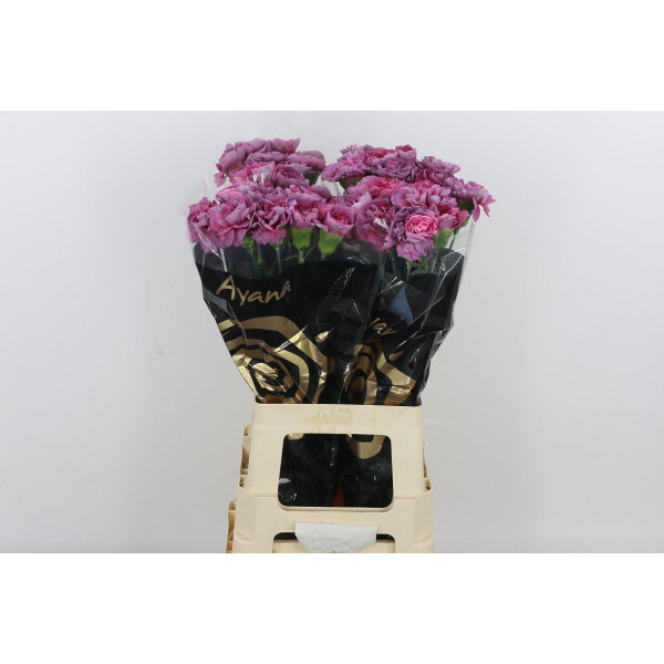 Dianthus St Hypnosis 60cm A1 Col-Purple