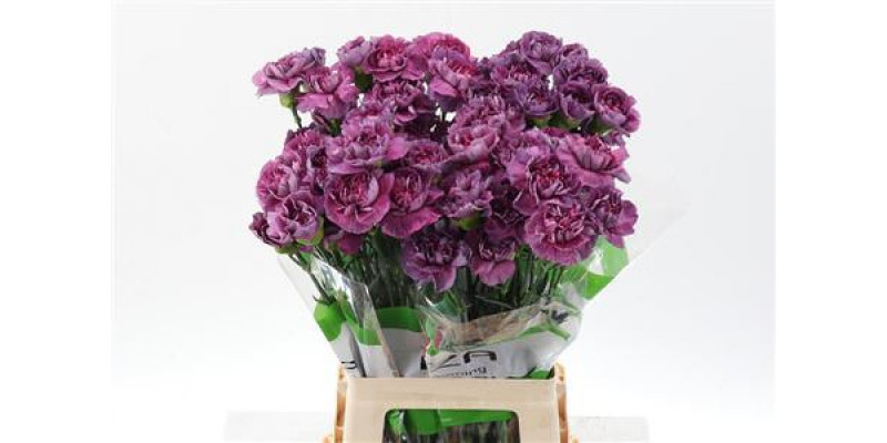 Dianthus St Hypnosis 70cm A1