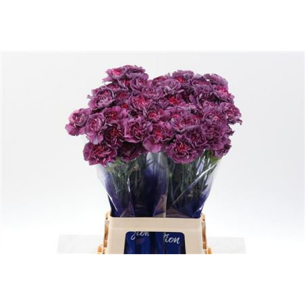 Dianthus St Hypnosis Hi 70cm A1