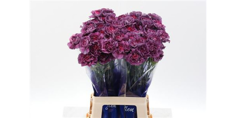 Dianthus St Hypnosis Hi 70cm A1