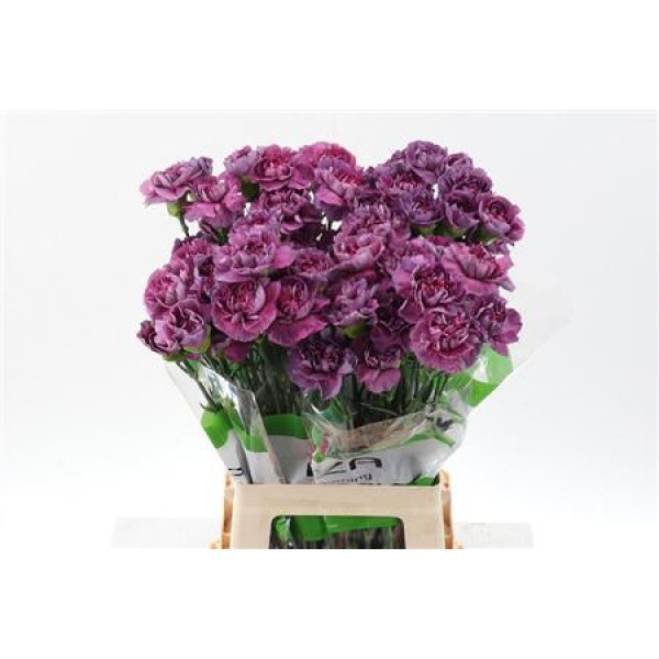 Dianthus St Hypnosis 70cm A1