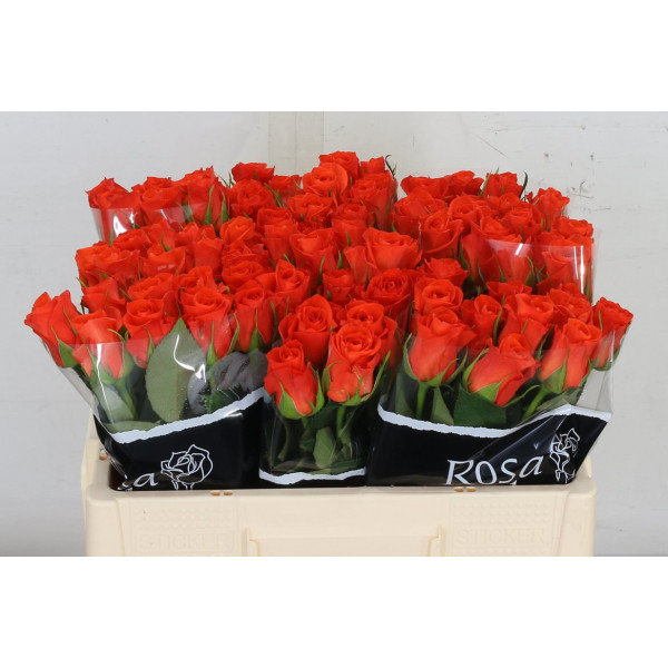 Rose Gr Patz 50cm  Col-Orange