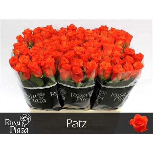 Rose Gr Patz 60cm A1 Col-Orange
