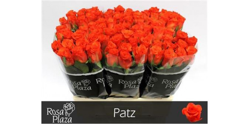 Rose Gr Patz 60cm A1 Col-Orange