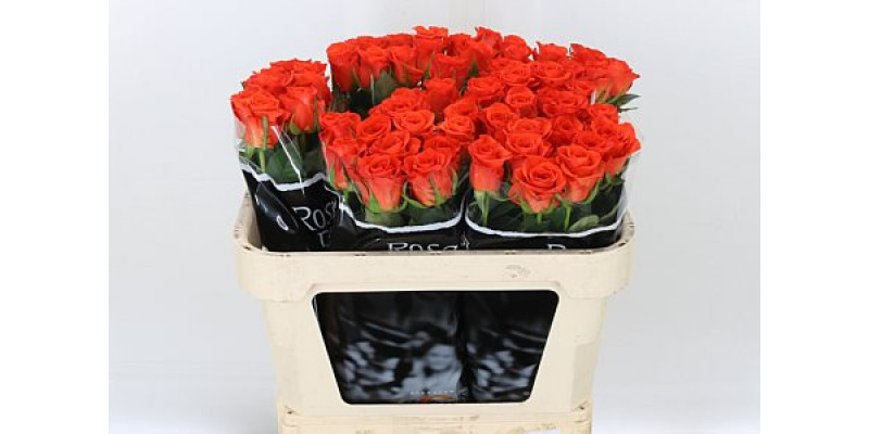 Rose Gr Patz 70cm A1 Col-Orange