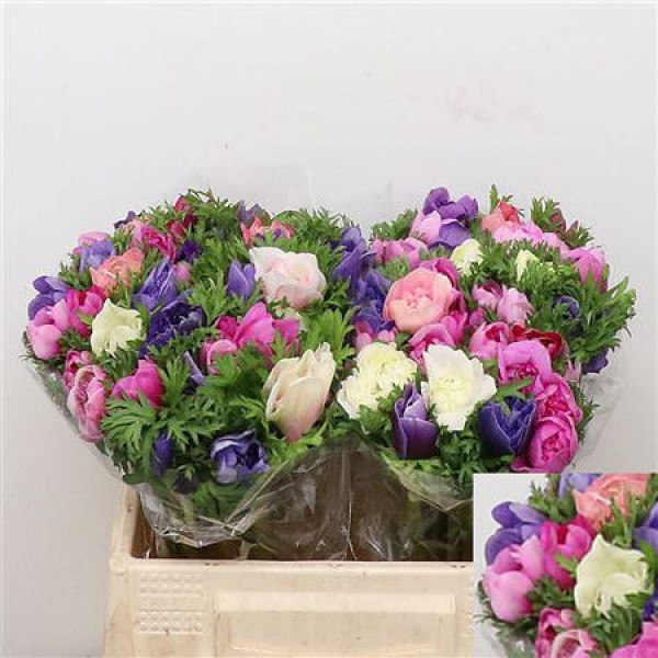 Anemones Co Fstar D Gem 35cm A1