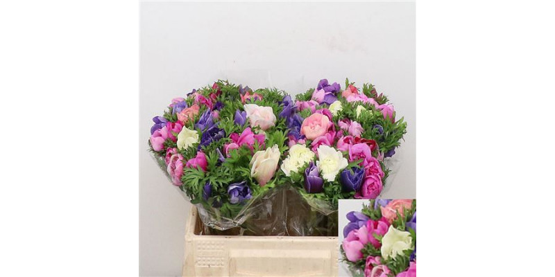 Anemones Co Fstar D Gem 35cm A1