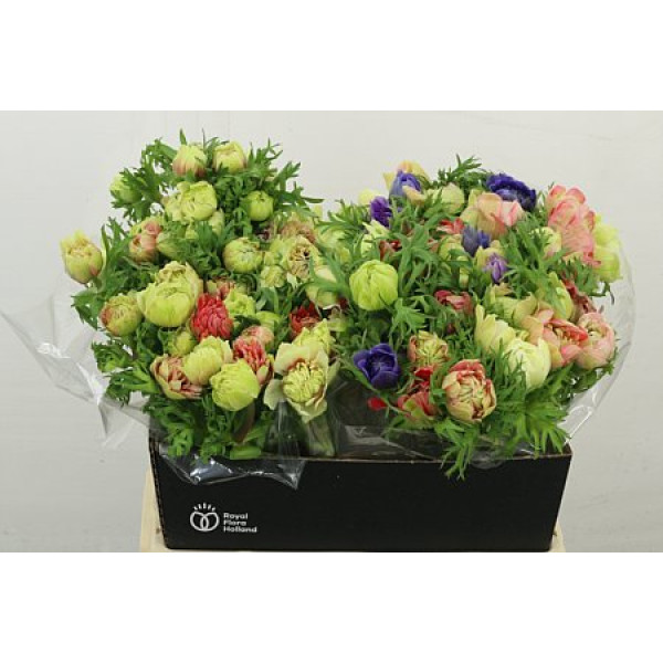 Anemones Co Fullstar Gem 40 cm A1