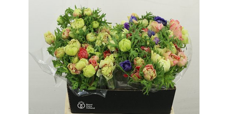 Anemones Co Fullstar Gem 40 cm A1