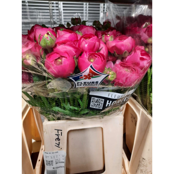 Ranunculus Cloni Rosado 40cm A1 Col-Pink