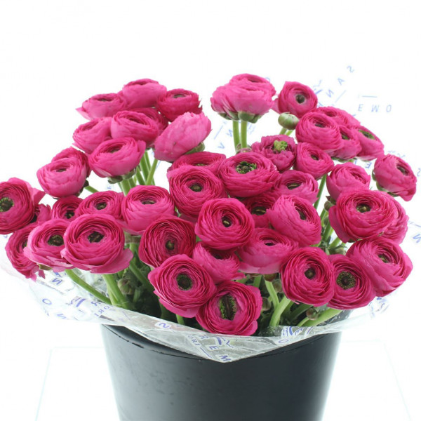 Ranunculus Su Sr Rosado Dark Pink Super 40cm A1