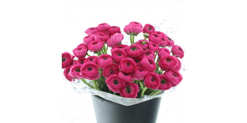 Ranunculus Su Sr Rosado Dark Pink Super 40cm A1