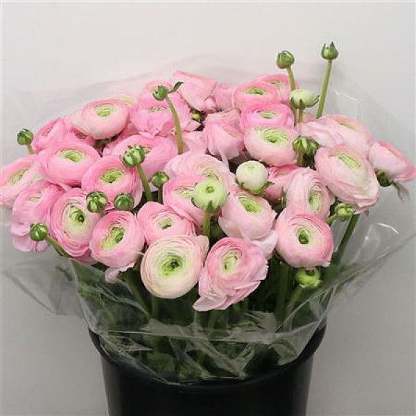 Ranunculus Su Sr Rosado Pink Super 40cm A1