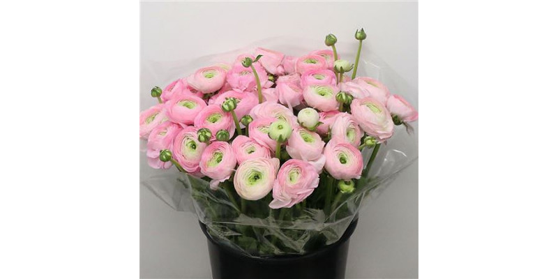 Ranunculus Su Sr Rosado Pink Super 40cm A1