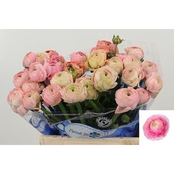 Ranunculus Su Rosado Extra 40cm A1